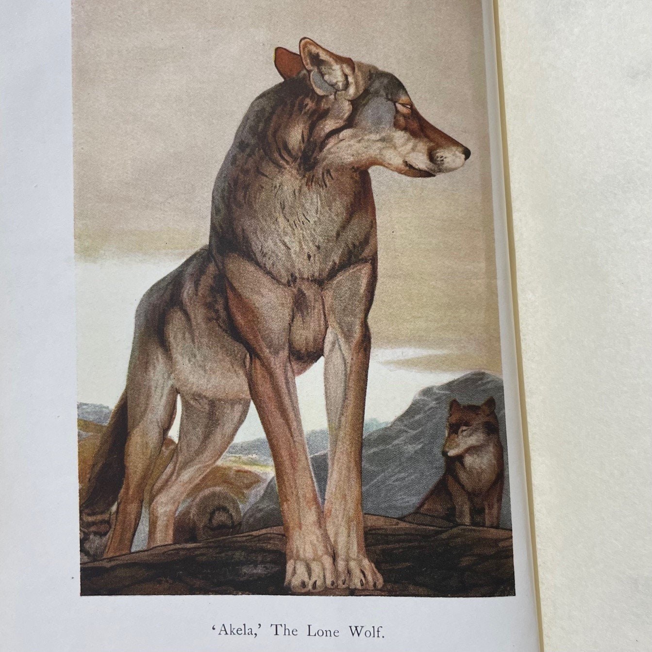 The Two Jungle Books, With Illustrations by J. Lockwood Kipling and W.H. Drake. Signed Binding by Sangorski & Sutcliffe — photograph 7.