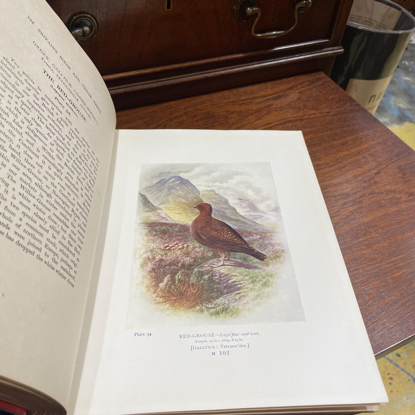 Britain's Birds and Their Nests: Described by A. Landsborough Thomson with Introduction by J. Arthur Thomson. Illustrated with 132 Drawings in Color by George Rankin — photograph 10.