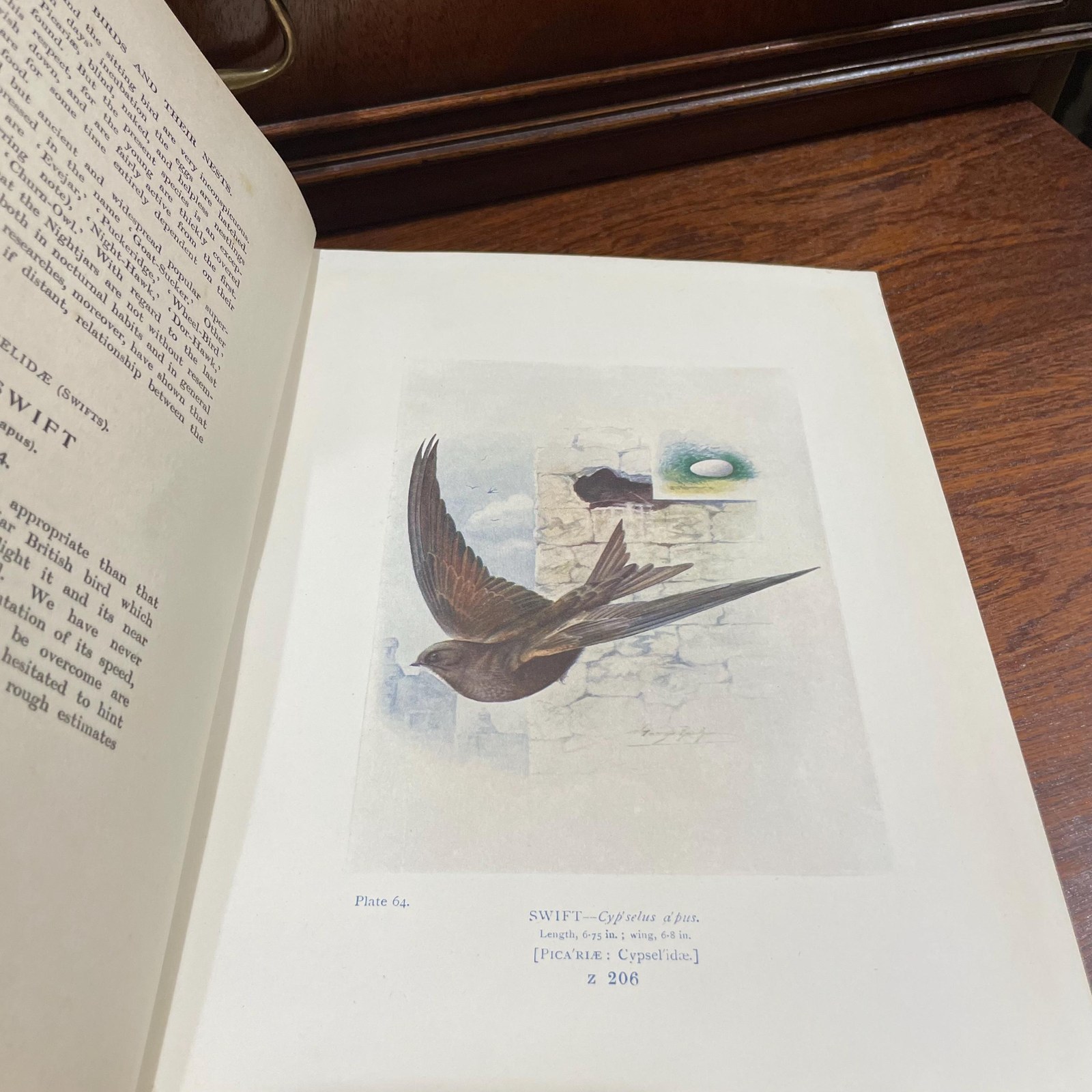 Britain's Birds and Their Nests: Described by A. Landsborough Thomson with Introduction by J. Arthur Thomson. Illustrated with 132 Drawings in Color by George Rankin — photograph 4.
