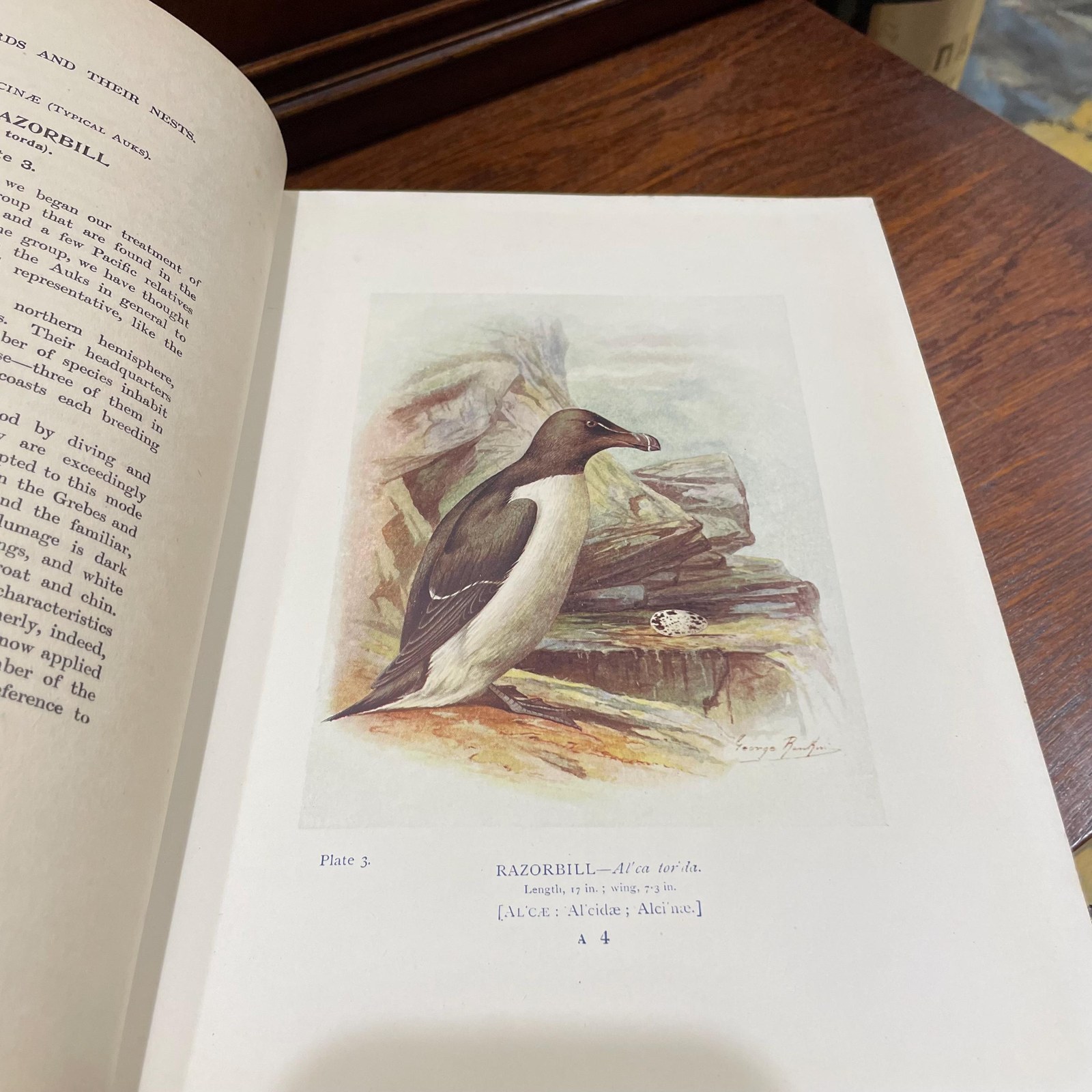 Britain's Birds and Their Nests: Described by A. Landsborough Thomson with Introduction by J. Arthur Thomson. Illustrated with 132 Drawings in Color by George Rankin — photograph 5.