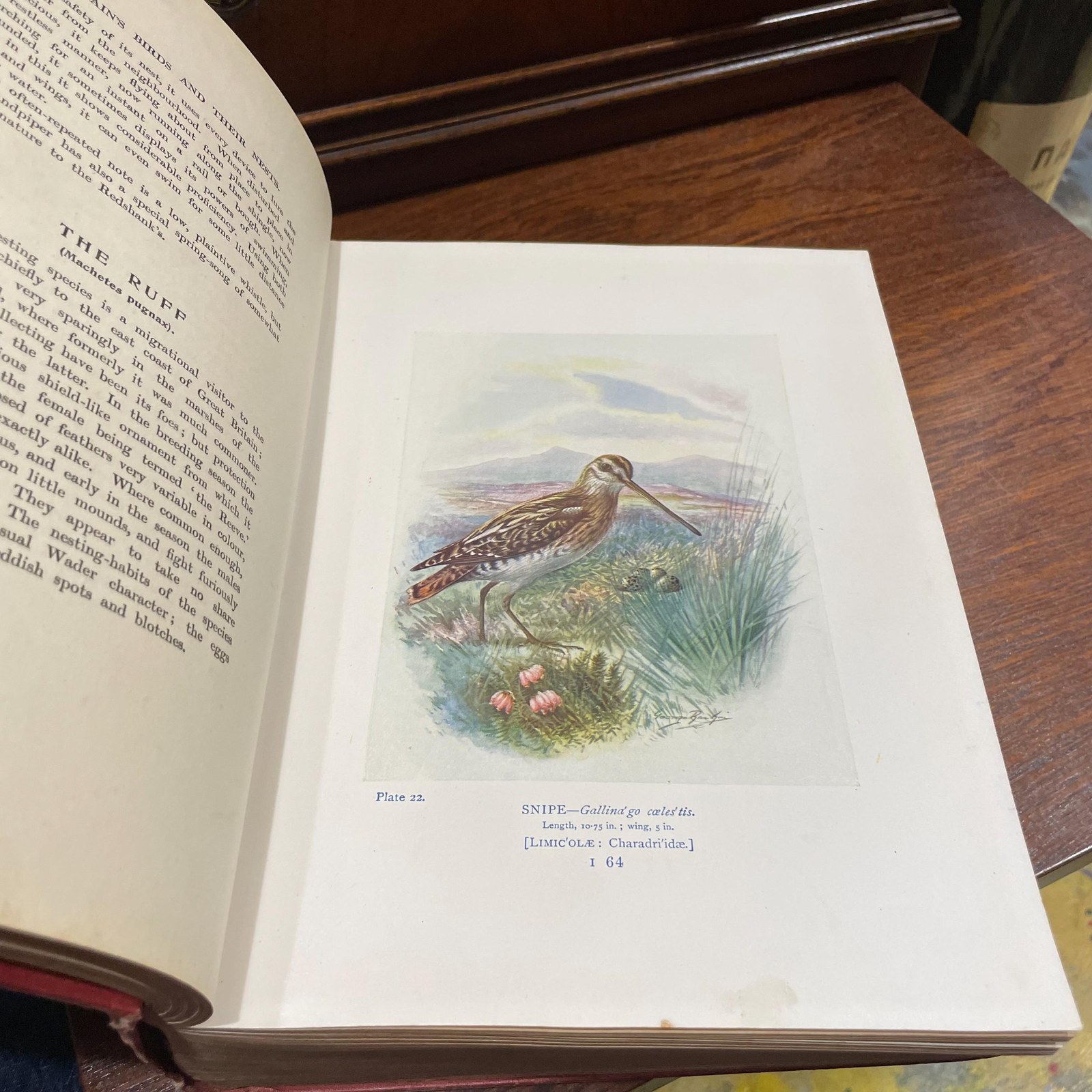 Britain's Birds and Their Nests: Described by A. Landsborough Thomson with Introduction by J. Arthur Thomson. Illustrated with 132 Drawings in Color by George Rankin — photograph 6.