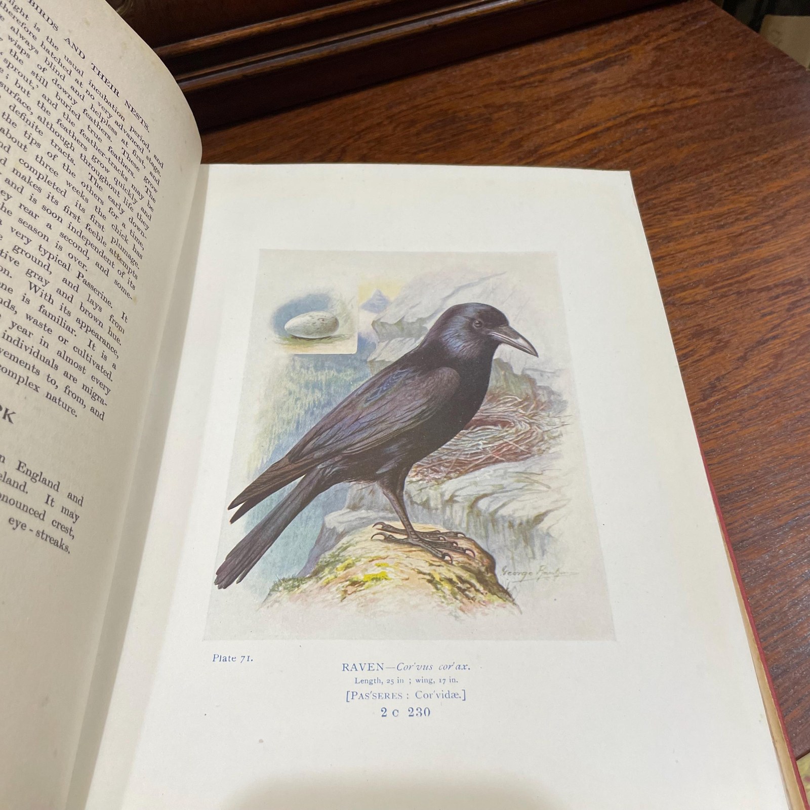 Britain's Birds and Their Nests: Described by A. Landsborough Thomson with Introduction by J. Arthur Thomson. Illustrated with 132 Drawings in Color by George Rankin — photograph 7.