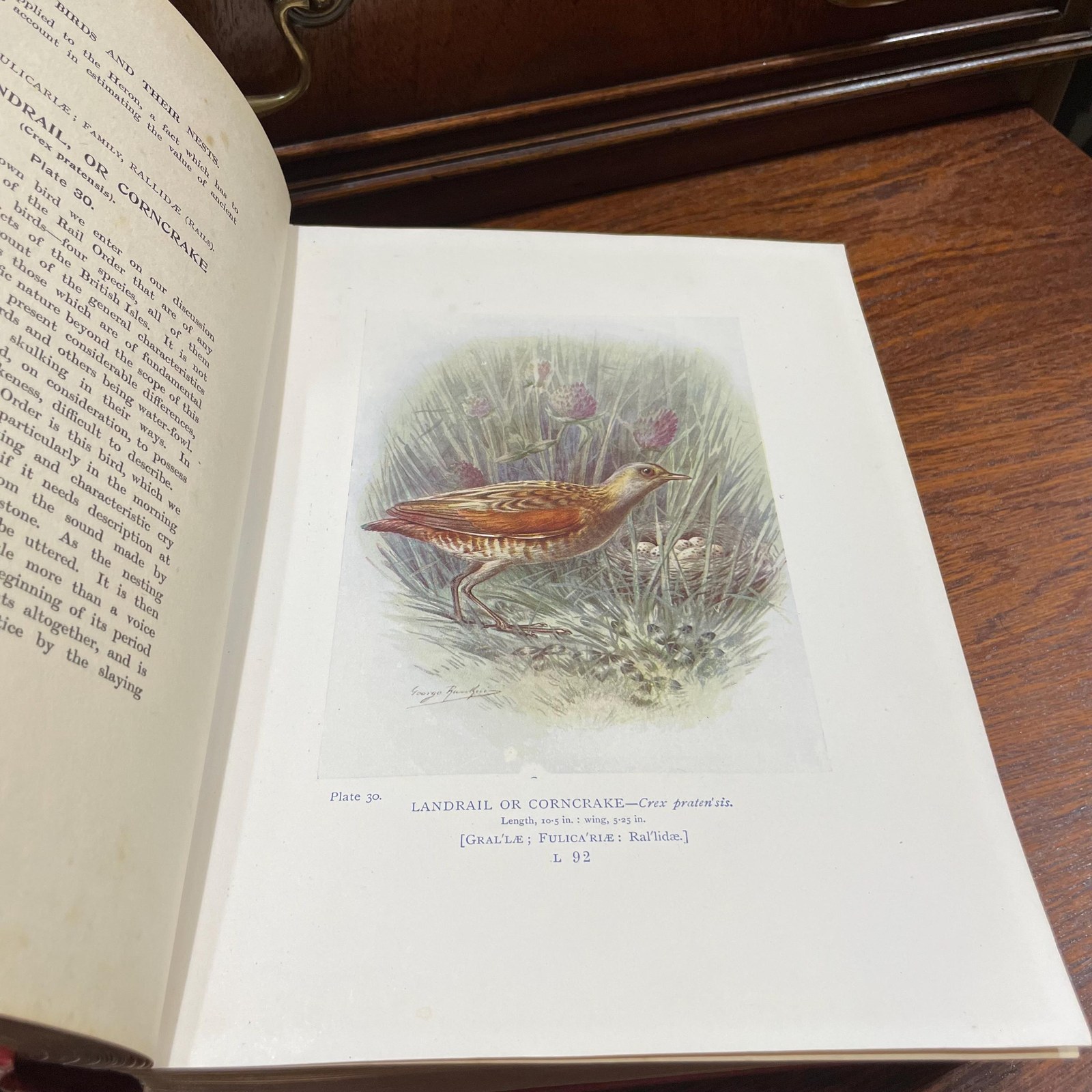 Britain's Birds and Their Nests: Described by A. Landsborough Thomson with Introduction by J. Arthur Thomson. Illustrated with 132 Drawings in Color by George Rankin — photograph 8.