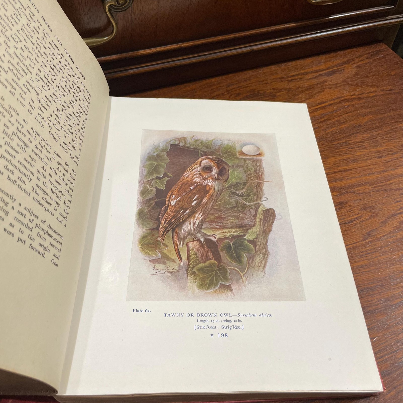 Britain's Birds and Their Nests: Described by A. Landsborough Thomson with Introduction by J. Arthur Thomson. Illustrated with 132 Drawings in Color by George Rankin — photograph 9.