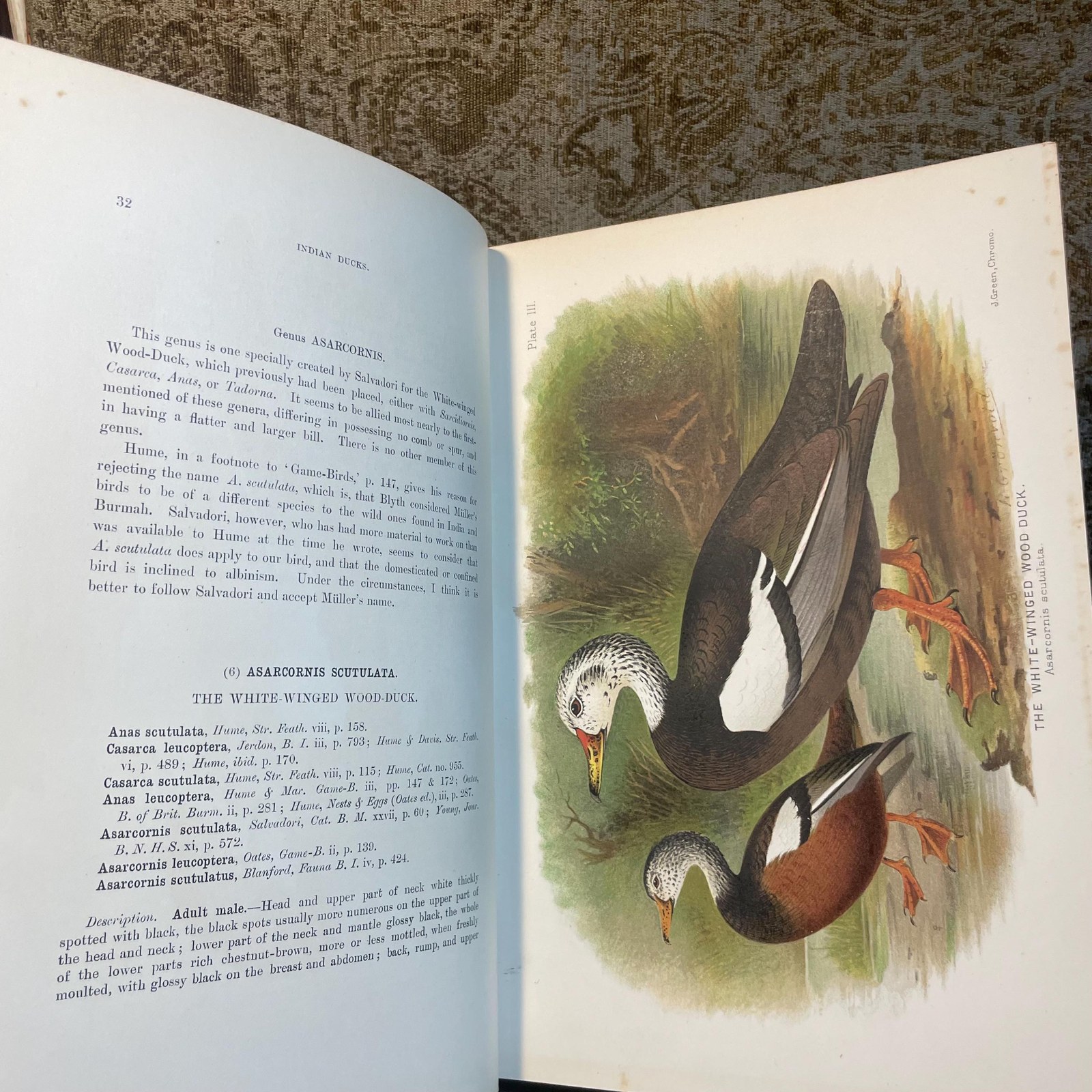 The Indian Ducks and Their Alies. With 30 Coloured Plates by H. Gronvold, G.E. Lodge, and J.G. Keulemans. Edition Limited To 1200 Copies. — photograph 10.