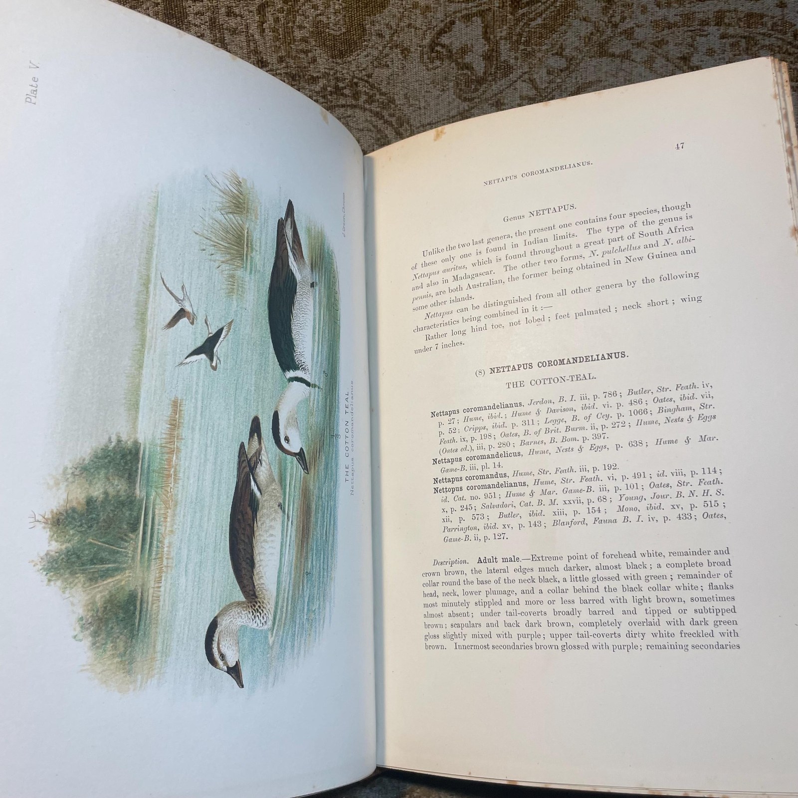 The Indian Ducks and Their Alies. With 30 Coloured Plates by H. Gronvold, G.E. Lodge, and J.G. Keulemans. Edition Limited To 1200 Copies. — photograph 5.
