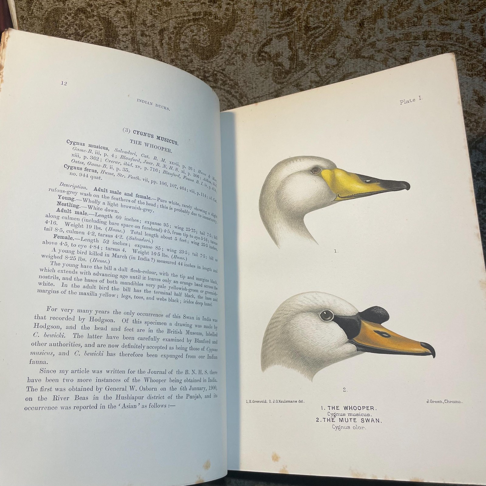 The Indian Ducks and Their Alies. With 30 Coloured Plates by H. Gronvold, G.E. Lodge, and J.G. Keulemans. Edition Limited To 1200 Copies. — photograph 6.