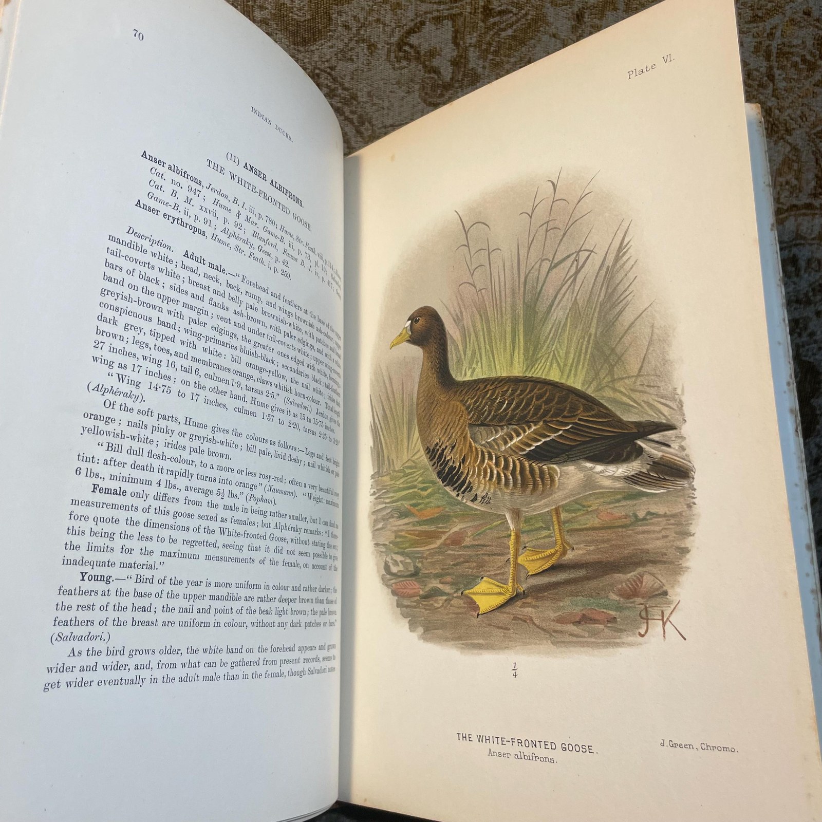The Indian Ducks and Their Alies. With 30 Coloured Plates by H. Gronvold, G.E. Lodge, and J.G. Keulemans. Edition Limited To 1200 Copies. — photograph 7.