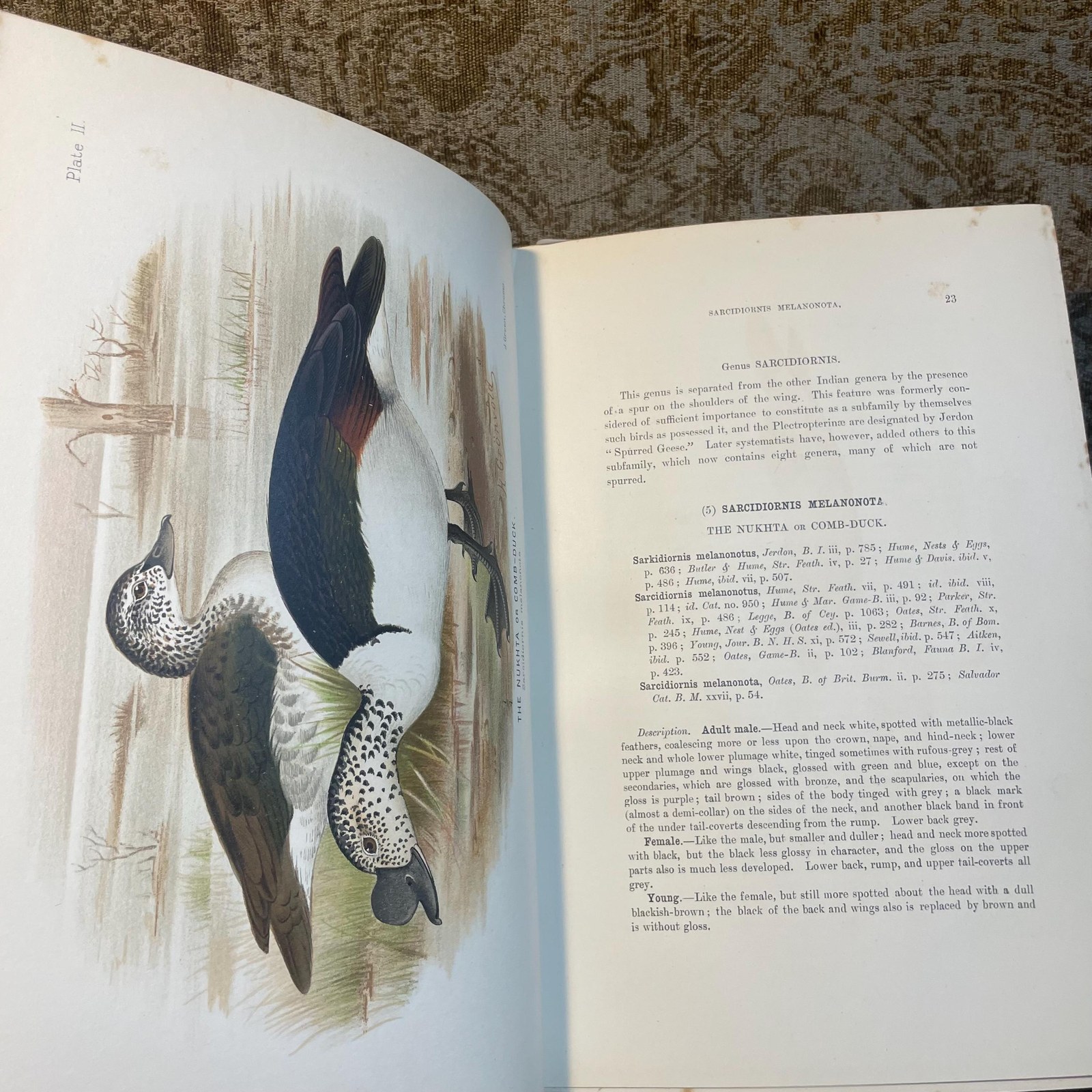 The Indian Ducks and Their Alies. With 30 Coloured Plates by H. Gronvold, G.E. Lodge, and J.G. Keulemans. Edition Limited To 1200 Copies. — photograph 8.
