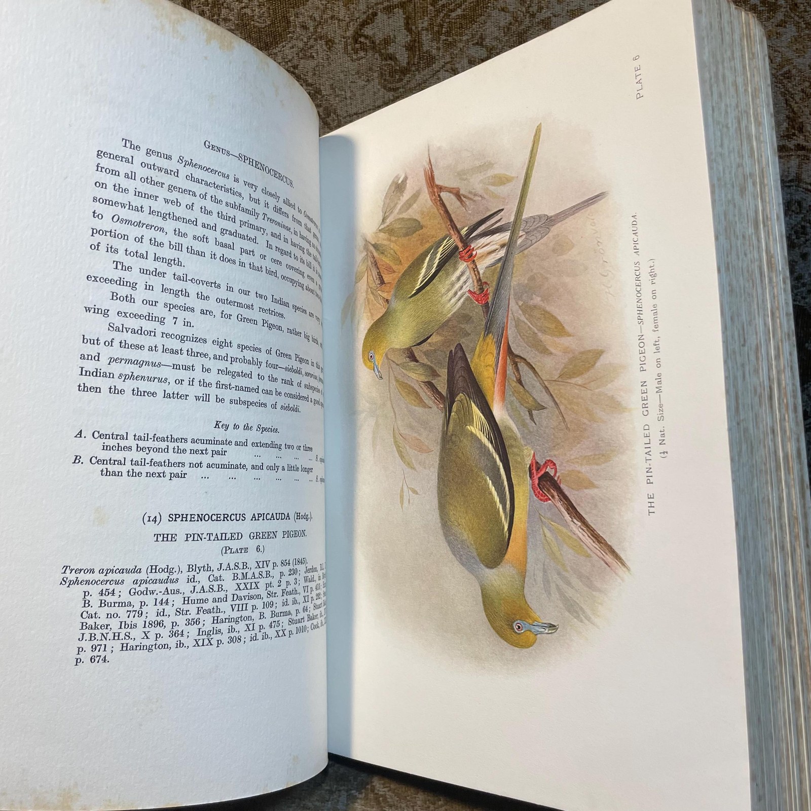 The Indian Ducks and Their Alies. With 30 Coloured Plates by H. Gronvold, G.E. Lodge, and J.G. Keulemans. Edition Limited To 1200 Copies. — photograph 9.