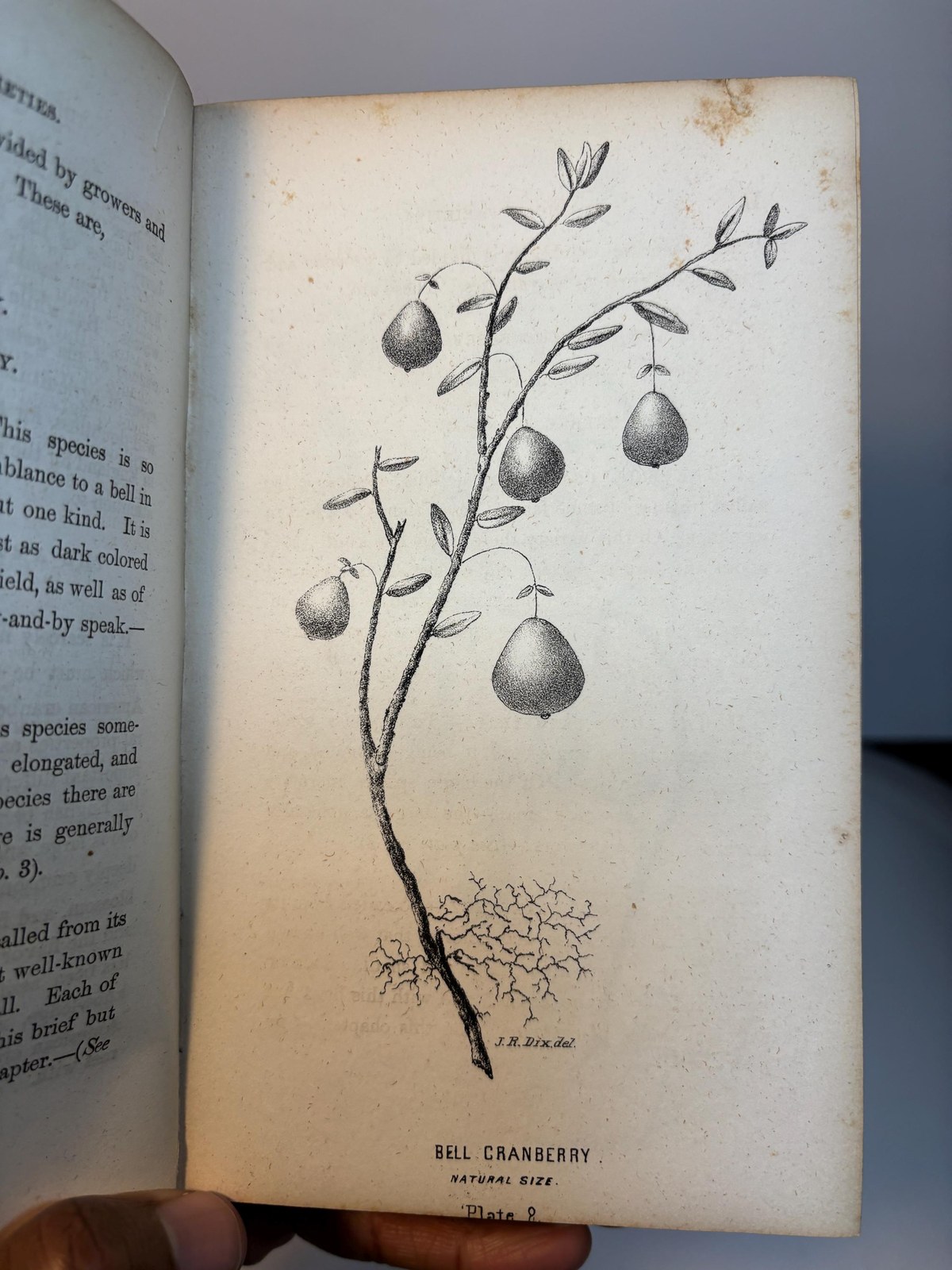 A Complete Manual for The Cultivation of The Cranberry, With a Description of The Best Varieties. First Edition. — photograph 6.