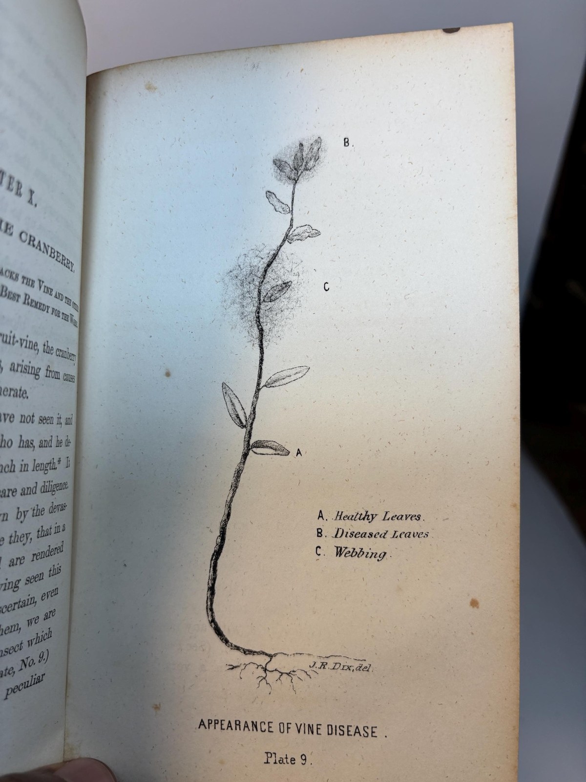 A Complete Manual for The Cultivation of The Cranberry, With a Description of The Best Varieties. First Edition. — photograph 9.
