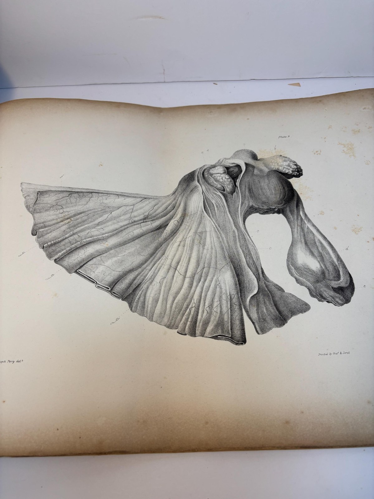 Atlas only of Illustrations of Some of the Principal Diseases of The Ovaria, Their Symptons and Traetment — photograph 5.