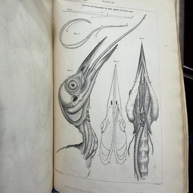 A History of British Birds, Indigenous and Migratory: Including Their organization, Habits, and Relations; Remarks on Classification and Nomenclature; An Account of The Principal Organs of Birds, and Observations Relative to Practical Ornithology. Illustrated by Numerous Engravings. — photograph 9.