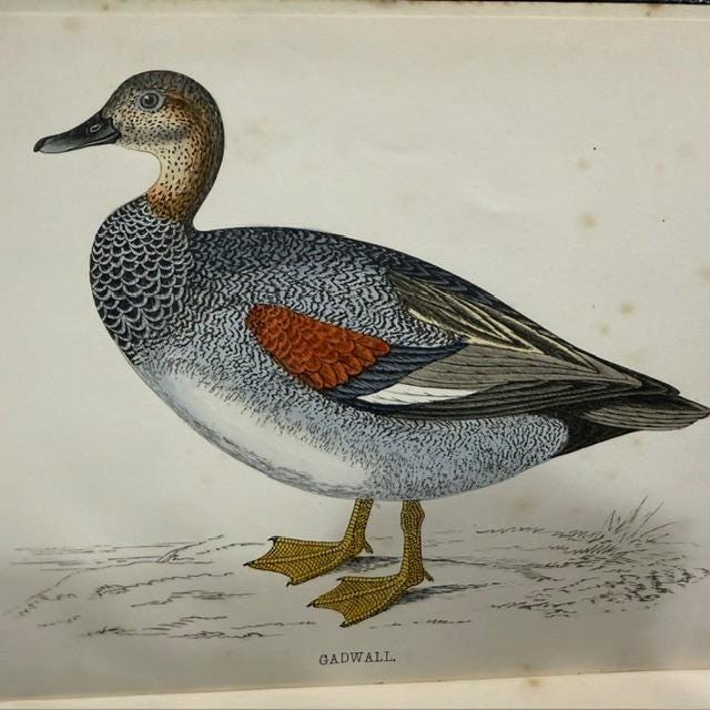 A History of British Birds, Containing Forty-Three Coloured Engravings (8 volumes, 358 hand colored plates) — photograph 10.