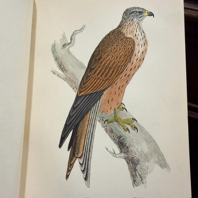 A History of British Birds, Containing Forty-Three Coloured Engravings (8 volumes, 358 hand colored plates) — photograph 4.