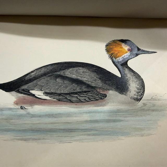 A History of British Birds, Containing Forty-Three Coloured Engravings (8 volumes, 358 hand colored plates) — photograph 8.
