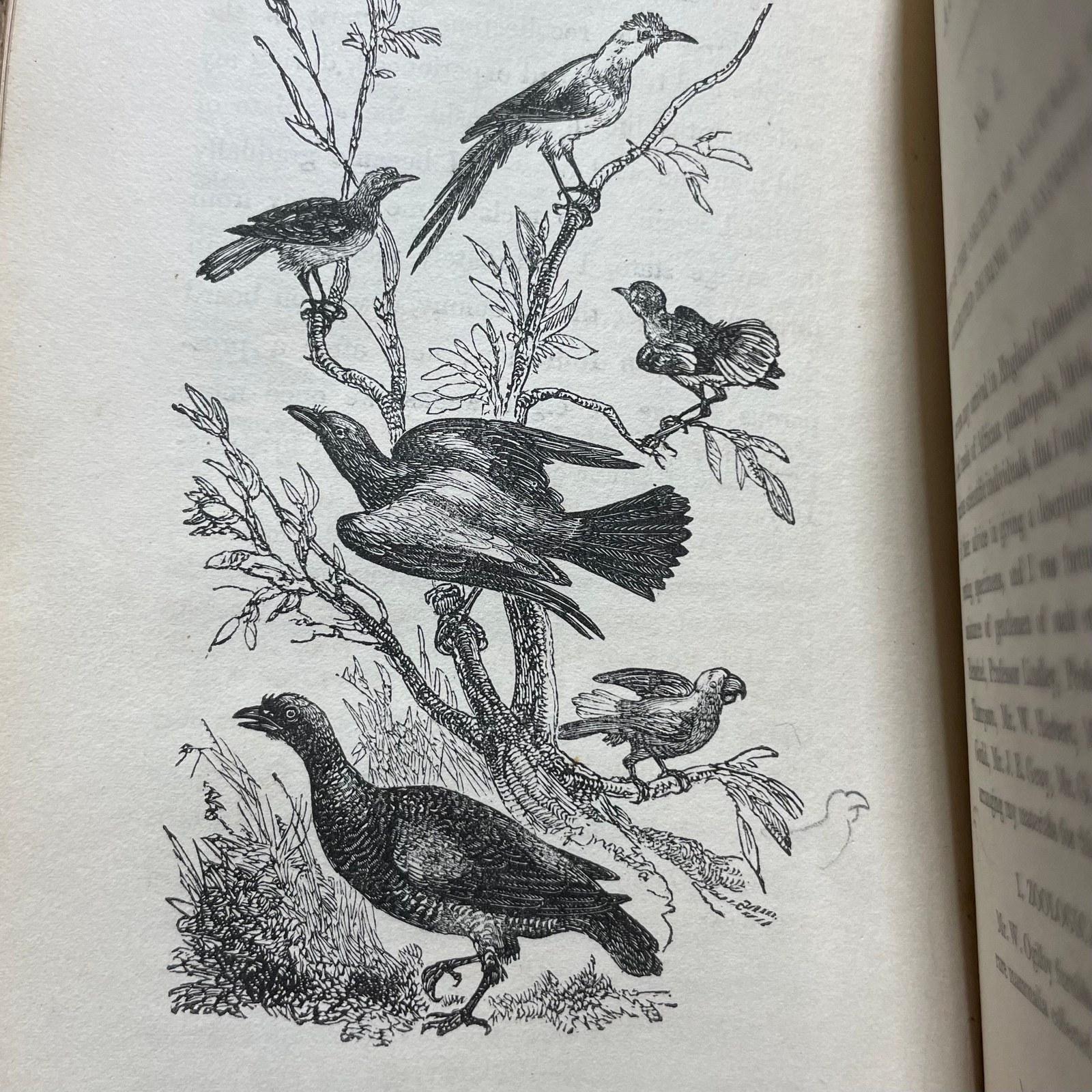 Expedition of Discovery into the Interior of Africa, through the Hitherto Undiscovered Countries of the Great Namaquas, Boschmans, and Hill Damaras preformed under the auspices of Her Majesty's Government, and the Royal Geographical Society — photograph 9.