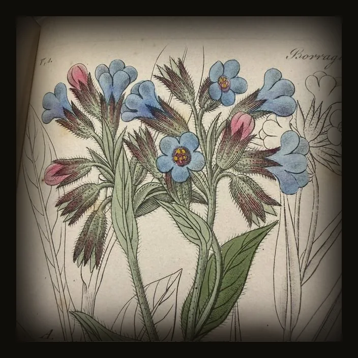 Flora von Thüringen und den angrenzenden Provinzen. Herausgegeben von D. F. L. von Schlechtendal, Doctor der Philosophie, Medicin und Chirurgie, ordentlichem Professor der Botanik an der Universität Halle-Wittenberg, Director des botanischen Gartens und mehrerer gelehrten Gesellschaften Mitgliede, L. E. Langethal, Doctor der Philosophie, außerordentlichem Professor an der Universität Jena, und die nach der Natur gefertigten Originalzeichnungen von Dr. Ernst Schenk, akademischem Zeichenlehrer zu Jena. Achter Band, Heft 85–96. Mit 120 colorirten Kupfertafeln. Translated: Flora of Thuringia and the neighboring provinces. Edited by D. F. L. von Schlechtendal, Doctor of Philosophy, Medicine, and Surgery; Professor of Botany at the University of Halle-Wittenberg; director of the botanical garden; and member of several learned societies, L. E. Langethal, Doctor of Philosophy and associate professor at the University of Jena, with original drawings made from nature by Dr. Ernst Schenk, academic drawing instructor in Jena. Eighth  volume, parts 85-96. With 120 colored copper plates..