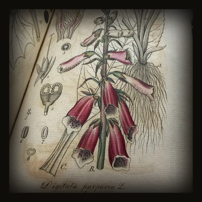 Flora von Thüringen und den angrenzenden Provinzen. Herausgegeben von D. F. L. von Schlechtendal, Doctor der Philosophie, Medicin und Chirurgie, ordentlichem Professor der Botanik an der Universität Halle-Wittenberg, Director des botanischen Gartens und mehrerer gelehrten Gesellschaften Mitgliede, L. E. Langethal, Doctor der Philosophie, außerordentlichem Professor an der Universität Jena, und die nach der Natur gefertigten Originalzeichnungen von Dr. Ernst Schenk, akademischem Zeichenlehrer zu Jena. Zweiter and, Heft 13–24.. Mit 120 colorirten Kupfertafeln. Translated: Flora of Thuringia and the neighboring provinces. Edited by D. F. L. von Schlechtendal, Doctor of Philosophy, Medicine, and Surgery; Professor of Botany at the University of Halle-Wittenberg; director of the botanical garden; and member of several learned societies, L. E. Langethal, Doctor of Philosophy and associate professor at the University of Jena, with original drawings made from nature by Dr. Ernst Schenk, academic drawing instructor in Jena. Second volume, parts 13–24. With 120 colored copper plates..