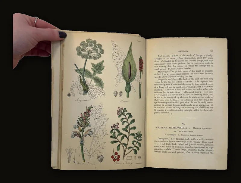 The British Flora Medica: A History of the Medicinal Plants of Great Britain. A New Edition, Revisd, Condensed, and Partly Re-Written… Illsutrated by a Colored Figure of Each Plat..