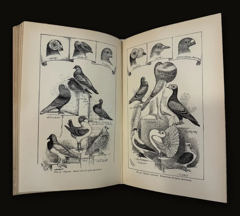 Darwin and After Darwin, An Exposition of The Darwinian Theory and a Discussion of Post-Darwinian Questions, Second Edition..