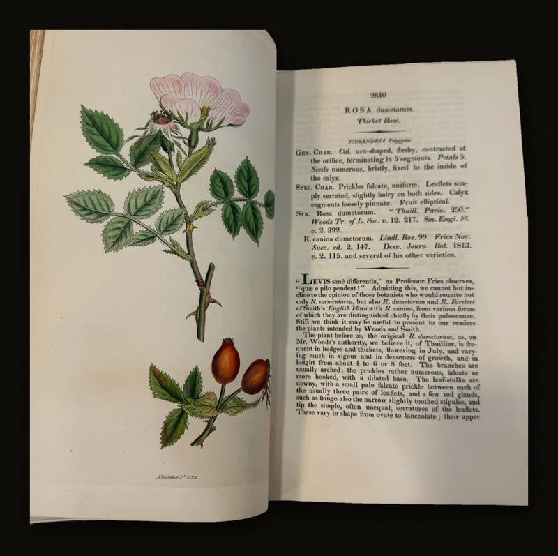 English Botany: Coloured Figures of British Plants by James Sowerby, 1831 First Edition.