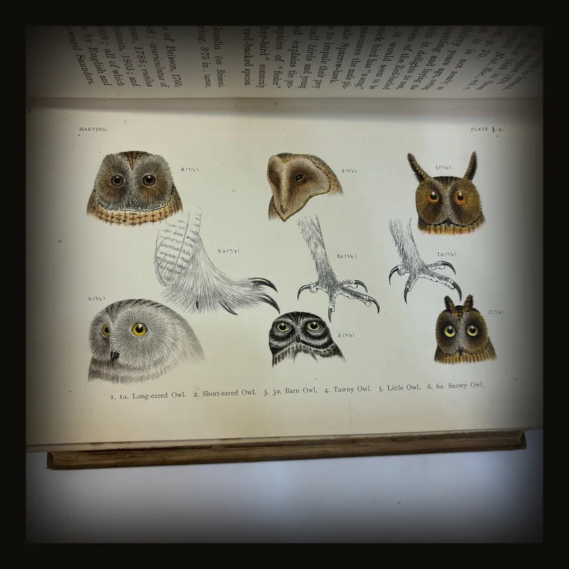 A Handbook of British Birds. Showing The Distribution of the Resident and Migratory Species in the British Islands with an Index to the Records of the Rarer Visitants..