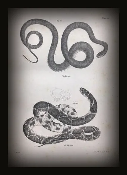 Zoology of New York, or the New-York Fauna; Comprising Detailed Descriptions of all the Animals Hitherto Observed Within the State of New-York, with Brief Notices of Those Occasionally Found Near its Borders, and Accompanied by Appropriate Illustrations. Part III, Reptiles and Amphibia..