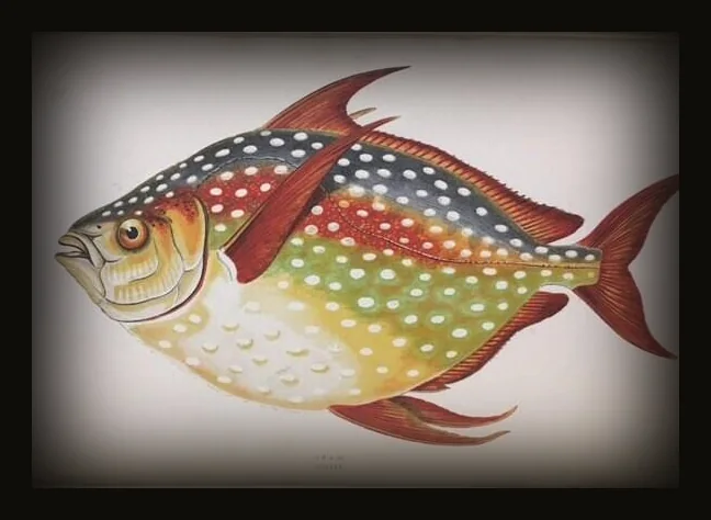 A History of The Fishes of The British Islands (4 vol).