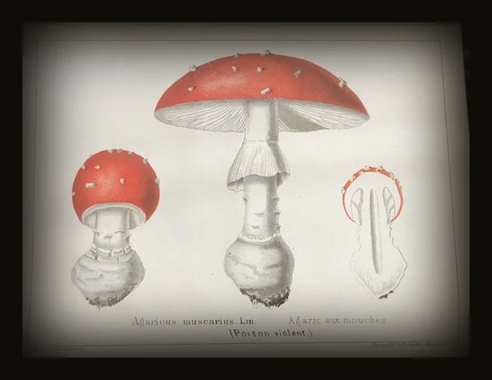 Les Champignons Comestibles et les Espèces Vénéuses avec lesquelles ils pourraient ètre confondus.  TRANSLATION: Edible Mushrooms and Poisonous Species with which they could be confused..