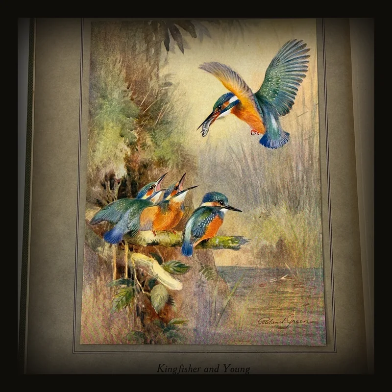 Birds In Flight. Illustrated by Roland Green.