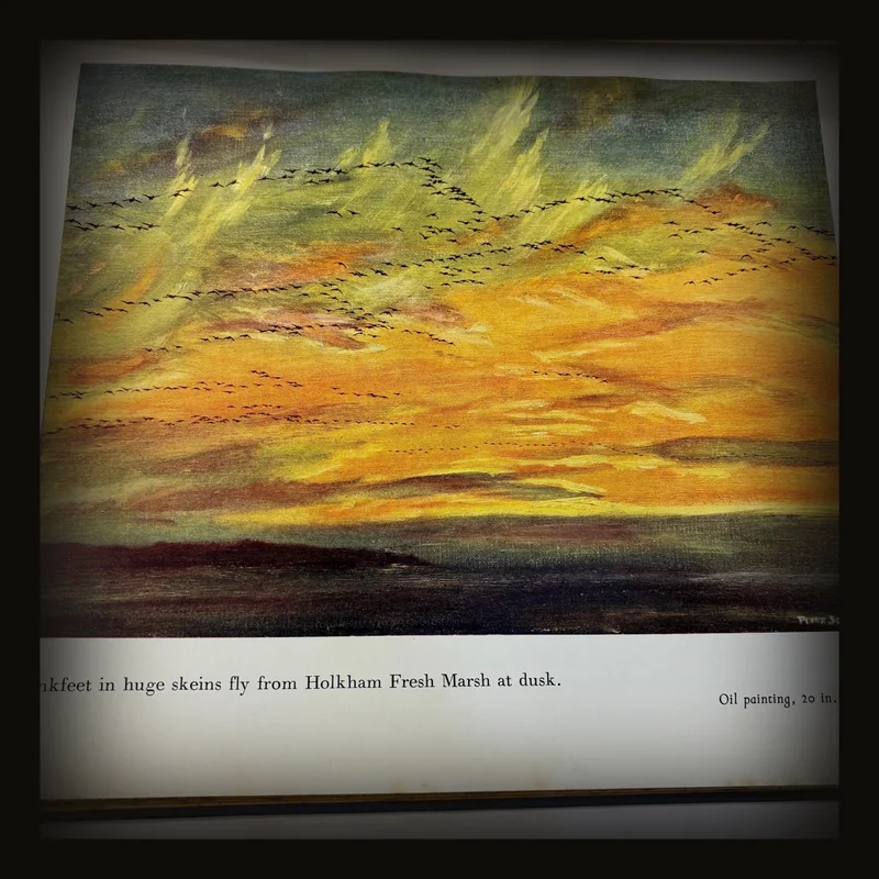 Morning Flight, A Book of Wildfowl.