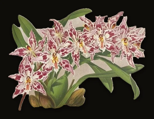 The Orchid Album, Comprising Coloured Figures and Descriptions of New, Rare, and Beautiful Orchidaceous Plants.
