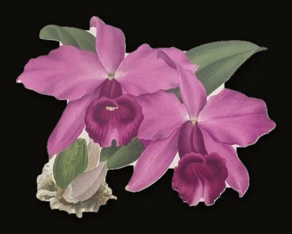 Dictionnaire Iconographique des Orchidées. Translated from French: Iconographic Dictionary of Orchids.