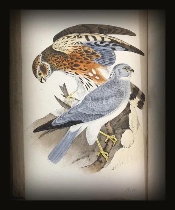Coloured Illustrations of British Birds, and Their Eggs..