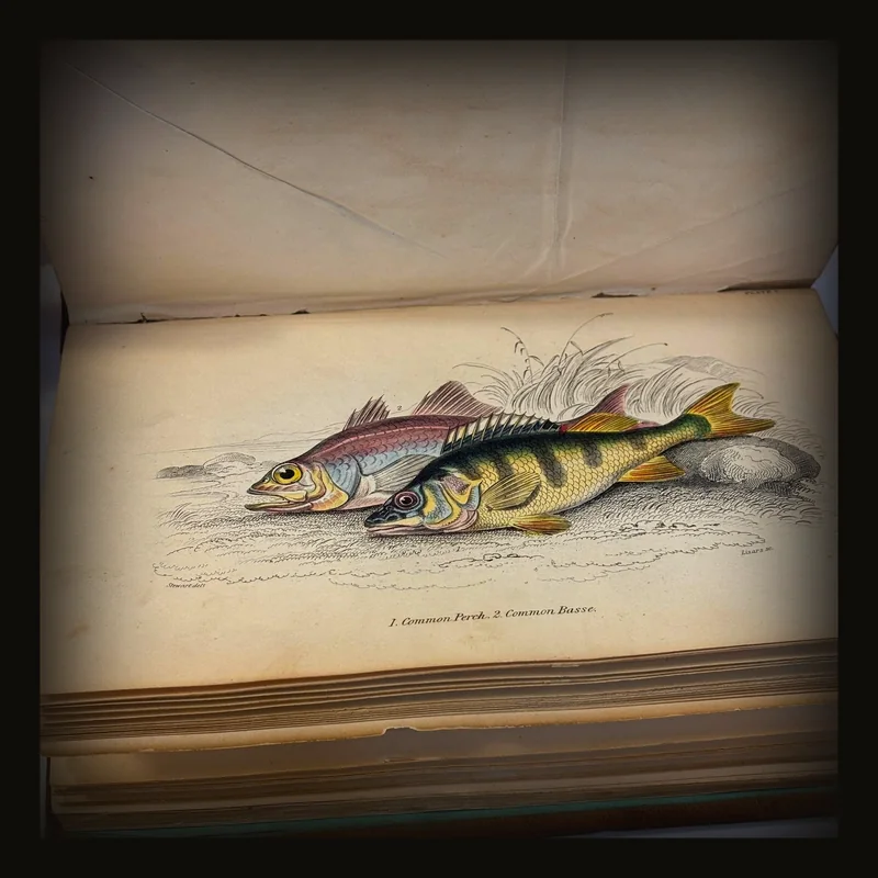 The Natural History of British Fishes Vol. I Illustrated by Thirty-Six Colored Plates, With Portrait and Memoir of Rondelet.The Naturalist's Library. Ichthyology Vol.IV. British Fishes Vol. I.