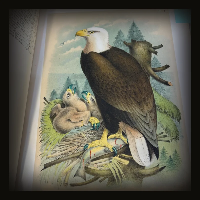 The Birds of North America, One Hundred and Nineteen Artistic Colored Plates Representing the Different Species and Varieties Drawn and Colored From Nature, Including a Copius Text Giving a Popular Account of Their Habits and Characteristics, Based on Observations Made in the Field by The Most Eminent Writers on Ornithology. Prefaced by a Systematic Table and Index to Page, Plate and Figure. Arranged According to the Classification Adopted by The American Ornithologists' Union.