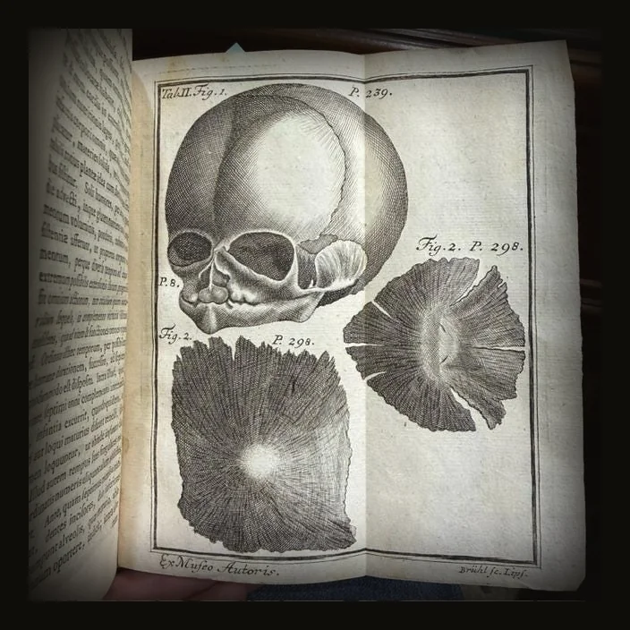 D. Io. Ern. Hebenstreit In Universitate Lipsensi Therapiae Prof. Publ. Facultatis Medicae Decani Vrbis Physici Anthropologia Forensis Sistens Medici Circa Rempublicam Causasque Dicendas Officivm Cum Rerum Anatomicarum ac Physicarum quae illud attinent expositionibus. Editio Altera C. Fig. Aeneis. Translated:  Johann Ernst Hebenstreit, Public Professor of Therapeutics at the University of Leipzig, Dean of the Medical Faculty, and City Physician. Forensic Anthropology, Presenting The Duty of the Physician in Relation to the State And to Legal Cases, With Explanations of the Anatomical and Physical Matters That Pertain to It. Second Edition, With Copper Engravings..