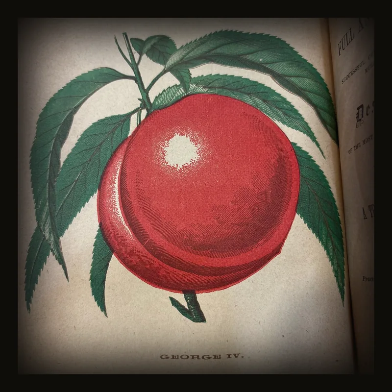 The Southern Apple and Peach Culturist, Adapted to The Soil and Climate of maryland, Virginia, the Carolinas, Georgia and Farther South, Including Portions of thee West and West Virginia, Containing Full and Practical Instructions in Successful Culture, Grafting, Budding, Training, Transplanting, Mulching, Pruning, Fruit-Gathering, &c., &c., Together With Descriptive Catalogues of The Most Esteemed Orchard Fruits, Suitable for the Table, the Kitchen, and For Market Purposes, With Illustrations. Also A Treatise on Insects and Their Extermination..